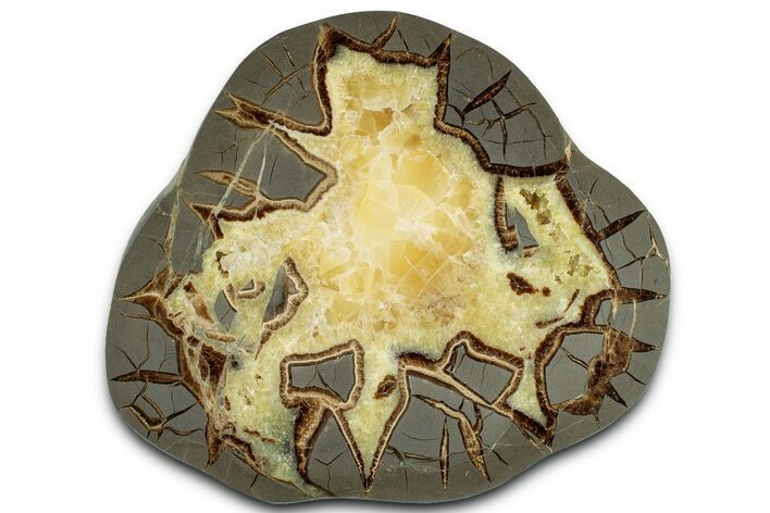 Polished Septarian Slab - Utah #318125